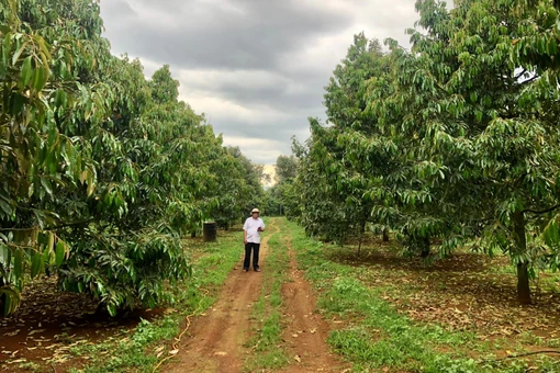 Chuẩn hóa sản xuất nông nghiệp để phục vụ xuất khẩu