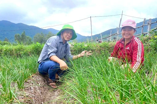 Mô hình sản xuất cây kiệu đạt chuẩn VietGAP của 14 hộ dân ở xã Phù Mỹ Tây. Ảnh: ĐVCC