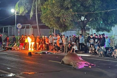 Đức Cơ: Tông vào bò thả rông, 1 người đi xe máy tử vong