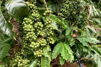 Giá cà phê Tây Nguyên tiếp tục tăng, tiệm cận mốc 95.000 đồng/kg