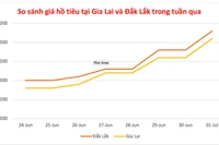 Giá hồ tiêu ngày 1-7 tiếp tục tăng từ 3.000-5.000 đồng/kg