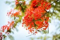 Thơ Đặng Phước Tấn: Tháng mười một-Lời tri ân phố núi