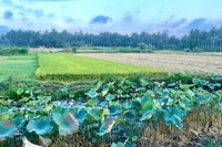 Tiếp tục miễn thuế sử dụng đất nông nghiệp trong 5 năm tới