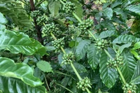 Ngày 4-6, giá cà phê, hồ tiêu đồng loạt giảm 1.000 đồng/kg