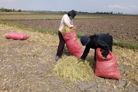 Đak Đoa: 48,5 ha lúa Đông Xuân bị khô hạn