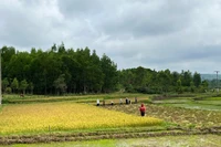 Phân bổ 11 tỷ đồng vốn xây dựng nông thôn mới năm 2025 cho huyện Phú Thiện và Chư Păh