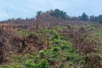 Tình tiết mới vụ phá rừng, khai thác rừng trái pháp luật ở xã Kim Sơn