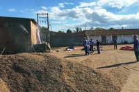 Tình trạng ô nhiễm bụi do quá trình xay xát cà phê tại xưởng của Công ty Cà phê Ia Sao 1 ở xã Ia Hrung, gây ảnh hưởng đến người dân xung quanh.