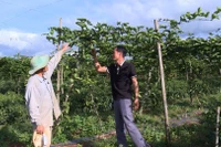 Thúc đẩy hợp tác xã vùng đồng bào dân tộc thiểu số phát triển