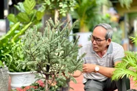 Thông Đan Mạch, phong lá đỏ “thử sức” với khí hậu phố núi Pleiku