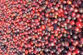 Cà phê quay đầu giảm mạnh 1.800 đồng/kg trong ngày cuối tháng 5