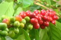 Ngày 23-1, giá cà phê quay đầu tăng mạnh, đạt mốc 100.000 đồng/kg