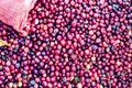 Giá cà phê quay đầu tăng, lên 96.000 đồng/kg