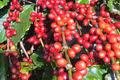 Ngày 2-5, giá cà phê đảo chiều giảm sâu 1.100-1.200 đồng/kg