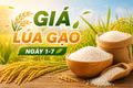 Giá lúa gạo ngày 1-7: Một số loại lúa tươi giảm thêm 100 đồng/kg