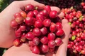 Ngày 27-1, giá cà phê chỉ biến động nhẹ tại Gia Lai