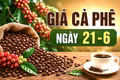 Ngày 21-6: Giá cà phê trong nước ổn định, neo ở mức cao