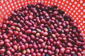 Ngày 19-5, giá cà phê giảm 600-700 đồng/kg