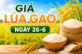 Giá lúa gạo ngày 26-6: Gạo nguyên liệu xuất khẩu khởi sắc