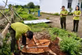 Đo đạc, kiểm kê cây xanh bị chặt hạ tại trụ sở UBND xã Hbông (cũ)