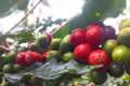 Cà phê giảm giá nhẹ, xuống còn 85.500-86.000 đồng/kg