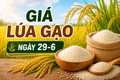 Giá lúa gạo ngày 29-6: Gạo xuất khẩu tiếp tục khởi sắc