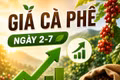 Giá cà phê ngày 2-7: Tăng mạnh, lên mốc 90.400 đồng/kg
