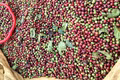 Giá cà phê giảm nhẹ, hồ tiêu đồng loạt tăng 1.000 đồng/kg