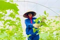 Chuẩn hóa sản xuất theo tiêu chuẩn VietGAP: Giải pháp phát triển nông nghiệp bền vững