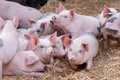 Giá heo hơi lập kỷ lục mới trong năm 2025