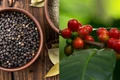 Cà phê tăng vọt 2.000-2.600 đồng/kg, hồ tiêu sụt giảm. Ảnh: Internet