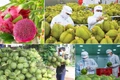 Xuất khẩu rau quả của Việt Nam đạt hơn 6,1 tỷ USD trong 9 tháng năm 2025. Ảnh: vtv.vn