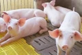 Ngày 5-10, giá heo hơi tại khu vực miền Bắc ghi nhận mức giảm nhẹ 1.000 đồng/kg ở một số địa phương như Hải Phòng, Hưng Yên, Ninh Bình. Ảnh: Internet