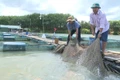 Nghề nuôi cá lồng bè trên sông Sê San đã tạo nên diện mạo mới cho vùng sông nước phía Tây Gia Lai. 