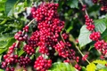 Ngày 1-10, giá cà phê trong nước giảm 500-1.000 đồng/kg. Ảnh: M.T