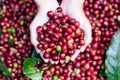 Giá cà phê tăng thêm 1.000-1.500 đồng/kg trong ngày Giáng sinh