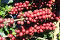 Mưa lớn kéo dài, giá cà phê tăng mạnh đến 4.100 đồng/kg trong ngày 19-11