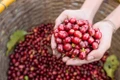 Ngày 8-10, cà phê quay đầu giảm mạnh 2.000-2.500 đồng/kg. Ảnh: Internet