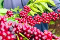 Ngày 6-10, giá cà phê trong nước ổn định, neo cao ở mức 117.000 đồng/kg. Ảnh: M.T