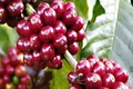 Giá cà phê Gia Lai cao nhất cả nước với 96.300 đồng/kg