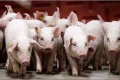 Giá heo hơi tăng mạnh, chạm sát ngưỡng 60.000 đồng/kg