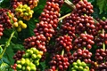Giá cà phê tăng 800-1.000 đồng/kg trong ngày 18-10. Ảnh: Internet
