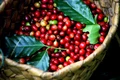 Cà phê đạt mức 111.600 đồng/kg, xác lập đỉnh mới trong ngày 15-8