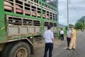 Vụ ô tô tải vận chuyển heo nghi nhiễm bệnh ở Gia Lai: Tiêu hủy toàn bộ số heo trên xe