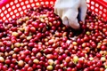 Ngày 28-9, giá cà phê trong nước lại đảo chiều tăng 2.100-2.700 đồng/kg. Ảnh: Internet