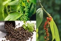 Giá cà phê giảm mạnh ngày cuối tuần, hồ tiêu không biến động