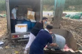 Gia Lai: Tiêu hủy hơn nửa tấn thịt heo và 420 bịch chả ram không rõ nguồn gốc