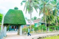 Hương sen, bóng dừa và ký ức xưa ở Phù Mỹ Tây