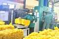 Ngày 26-7, giá cao su thế giới tăng vọt trên các sàn giao dịch