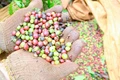 Giá cà phê trong nước lập kỷ lục mới, vượt ngưỡng 107.000 đồng/kg
